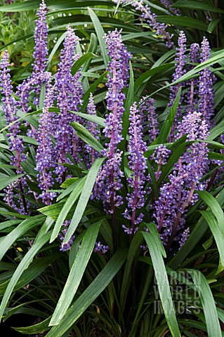 LIRIOPE_MUSCARI_ROYAL_PURPLE