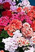 PELARGONIUM TOSCANA MIXED (TOSCANA SERIES)