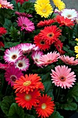 GERBERA MEGA REVOLUTION