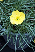 OENOTHERA FREMONTII SHIMMER