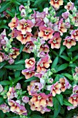 ANTIRRHINUM MAJOR ANTIRIORA BZ (TM) APRICOT