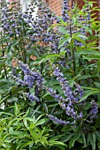 VITEX AGNUS-CASTUS