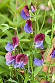 LATHYRUS ODORATUS CUPANI