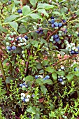 VACCINIUM CORYMBOSUM BLUECROP