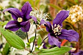 CLEMATIS PETIT FAUCON