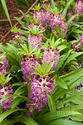 EUCOMIS_LEIA