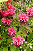 MONARDA DIDYMA PINK SURPRISE