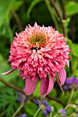 ECHINACEA PURPUREA RAZZMATAZZ