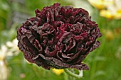 PAPAVER PAEONY BLACK