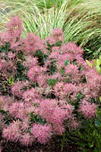 COTINUS COGGYGRYIA SMOKEY JOE