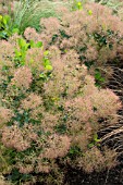 COTINUS COGGYGRIA YOUNG LADY