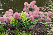 COTINUS COGGYGRYIA SMOKEY JOE