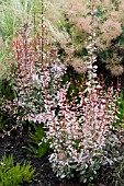 BERBERIS THUNBERGII ROSY ROCKET