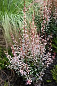 BERBERIS THUNBERGII ROSY ROCKET