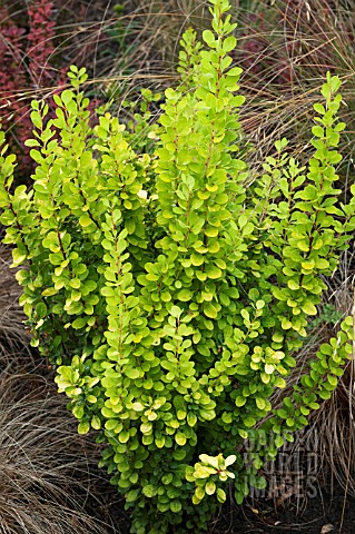 BERBERIS_THUNBERGII_GOLDEN_ROCKET