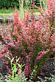 BERBERIS THUNBERGII ORANGE ROCKET