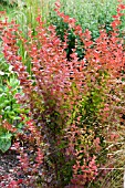 BERBERIS THUNBERGII ORANGE ROCKET