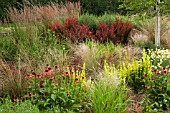 JOHNS GARDEN AT ASHWOOD NURSERIES,  GRASSES WITH SHRUBS AND PERENNIALS