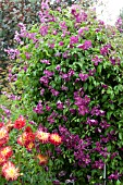 CLEMATIS ABUNDANCE AGM - VITICELLA GROUP