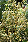 EUONYMUS JAPONICUS ELEGANS AUREUS