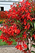 BEGONIA INFERNO