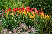 AUTUMN GARDEN WITH KNIPHOFIA BRESSINGHAM SUNBEAM AND WOLS RED SEEDLING