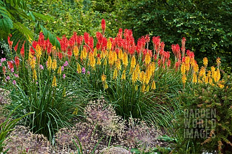 AUTUMN_GARDEN_WITH_KNIPHOFIA_BRESSINGHAM_SUNBEAM_AND_WOLS_RED_SEEDLING