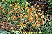 GEUM TOTALLY TANGERINE