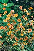 GEUM TOTALLY TANGERINE