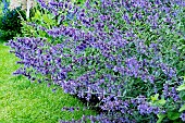 NEPETA RACEMOSA WALKERS LOW