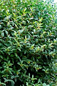 LONICERA INVOLUCRATA