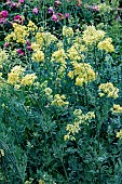 THALICHTRUM FLAVUM SUBSP.GLAUCUM