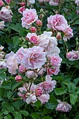 ROSA PENELOPE