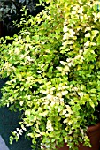 LIGUSTRUM SINENSIS LEMON AND LIME