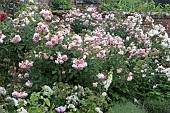 ROSA PENELOPE
