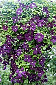 CLEMATIS ETOILE VIOLETTE