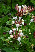 LONICERA PERICLYMENUM HONEY BUSH