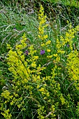 GALIUM VERUM LADYS BEDSTRAW