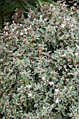 ABELIA X GRANDIFLORA CONFETTI = CONTI PBR