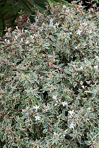 ABELIA_X_GRANDIFLORA_CONFETTI__CONTI_PBR