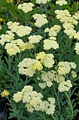 ACHILLEA MOON DUST