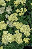 ACHILLEA MOON DUST