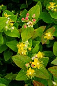 HYPERICUM MAGICAL BEAUTY PBR