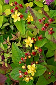 HYPERICUM MAGICAL LIGHTENING PBR