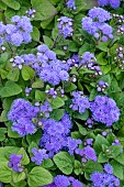 AGERATUM BLUE CHAMPION