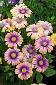 OSTEOSPERMUM SERENITY TM BLUSHING BEAUTY