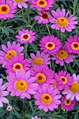 ARGYRANTHEMUM MADEIRA TM DEEP PINK IMPROVED