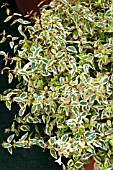 ABELIA X GRANDIFLORA KALEIDOSCOPE PBR