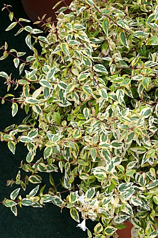 ABELIA_X_GRANDIFLORA_KALEIDOSCOPE_PBR