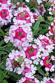 VERBENA SPARKLE DARK PINK